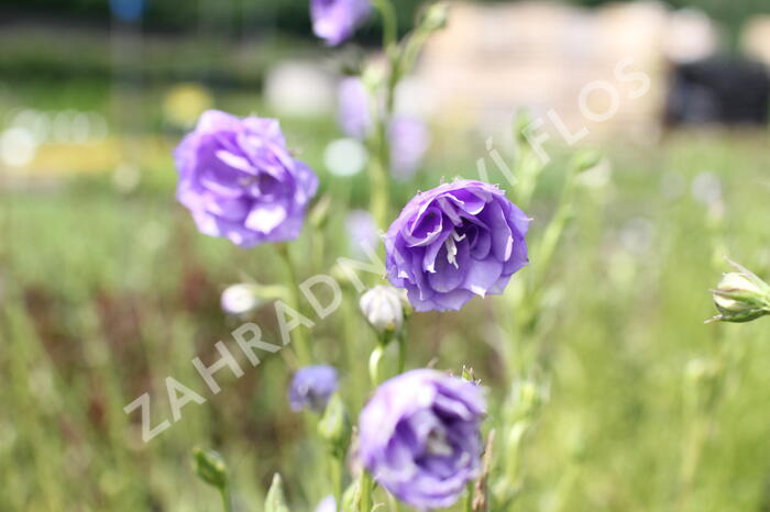 Zvonek broskvolistý 'La Belle' - Campanula persicifolia 'La Belle'