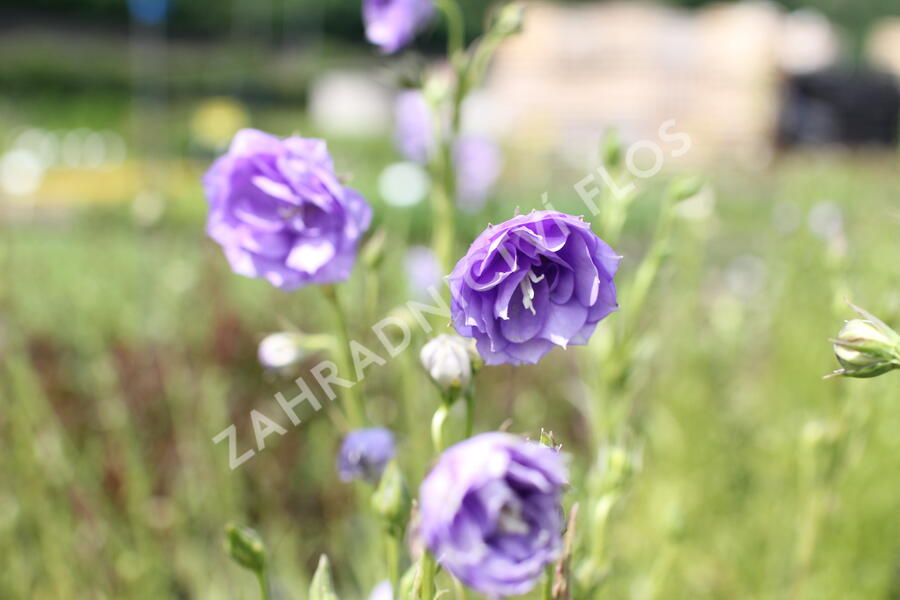 Zvonek broskvolistý 'La Belle' - Campanula persicifolia 'La Belle'