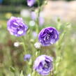 Zvonek broskvolistý 'La Belle' - Campanula persicifolia 'La Belle'