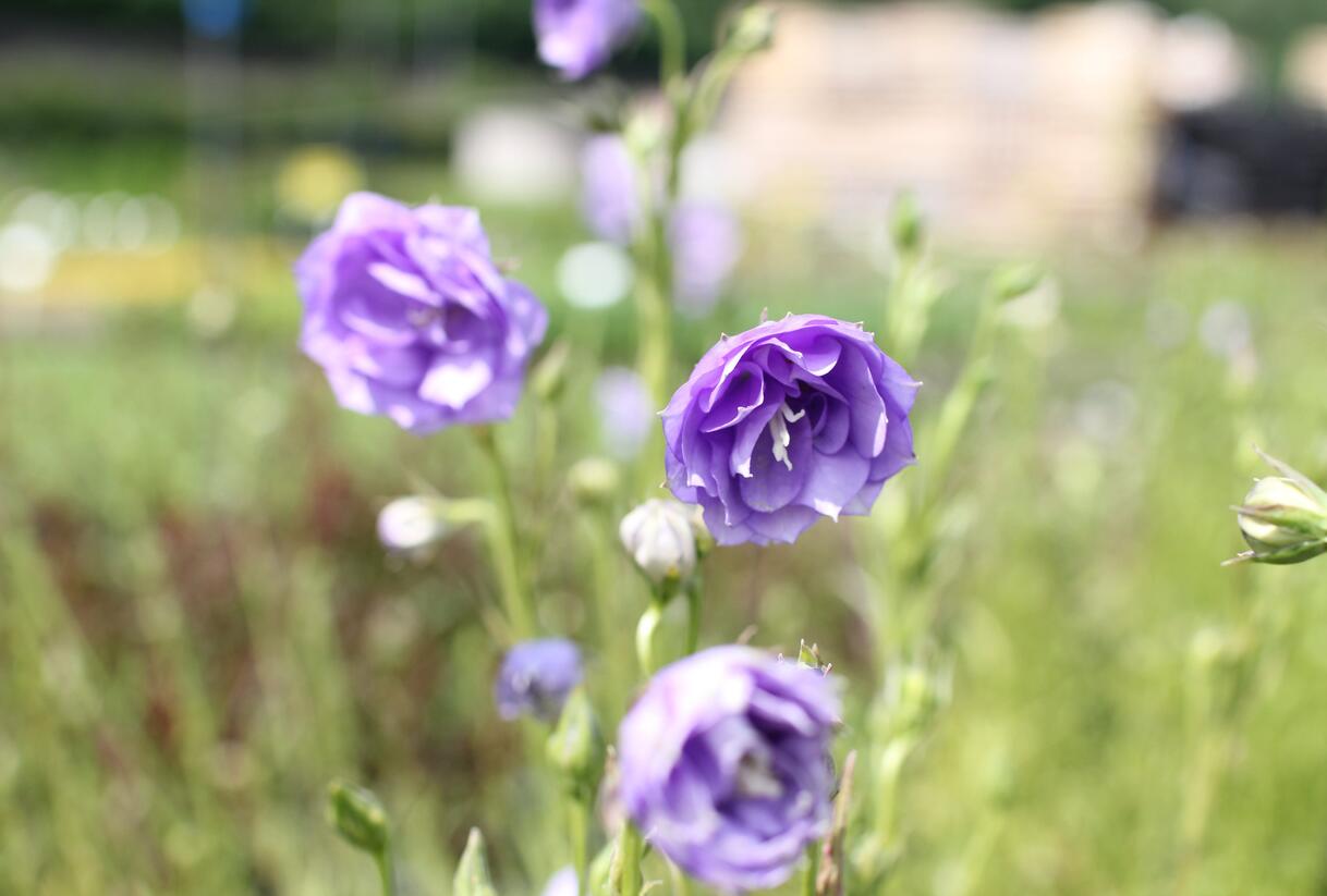Zvonek broskvolistý 'La Belle' - Campanula persicifolia 'La Belle'