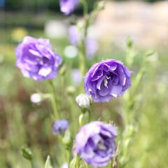 Zvonek broskvolistý 'La Belle' - Campanula persicifolia 'La Belle'