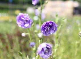 Zvonek broskvolistý 'La Belle' - Campanula persicifolia 'La Belle'