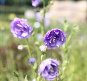 Zvonek broskvolistý 'La Belle' - Campanula persicifolia 'La Belle'