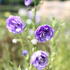 Campanula persicifolia 'La Belle'_01.JPG