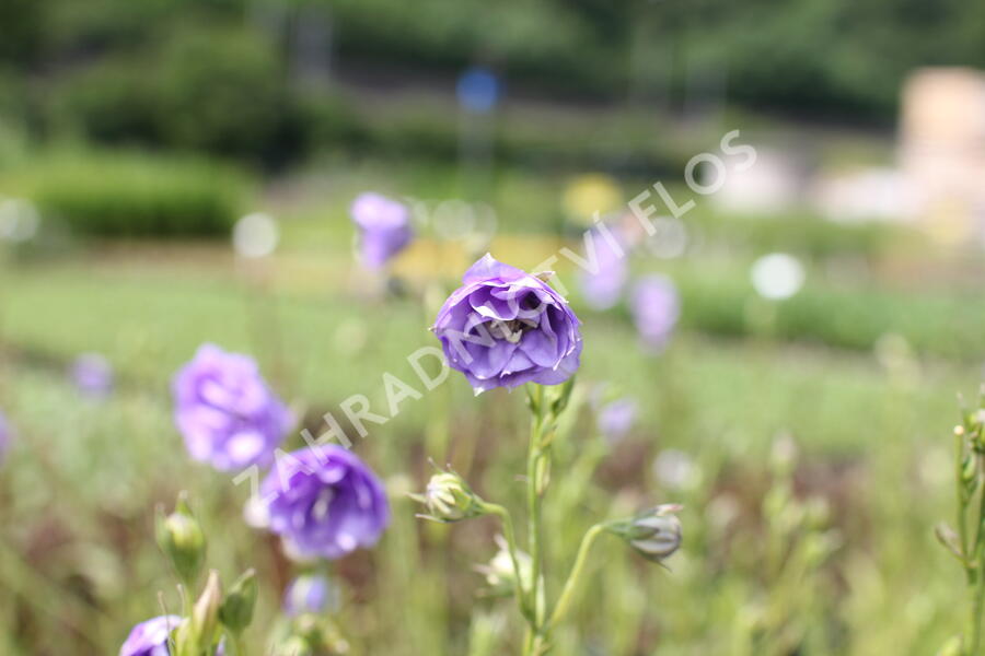 Zvonek broskvolistý 'La Belle' - Campanula persicifolia 'La Belle'