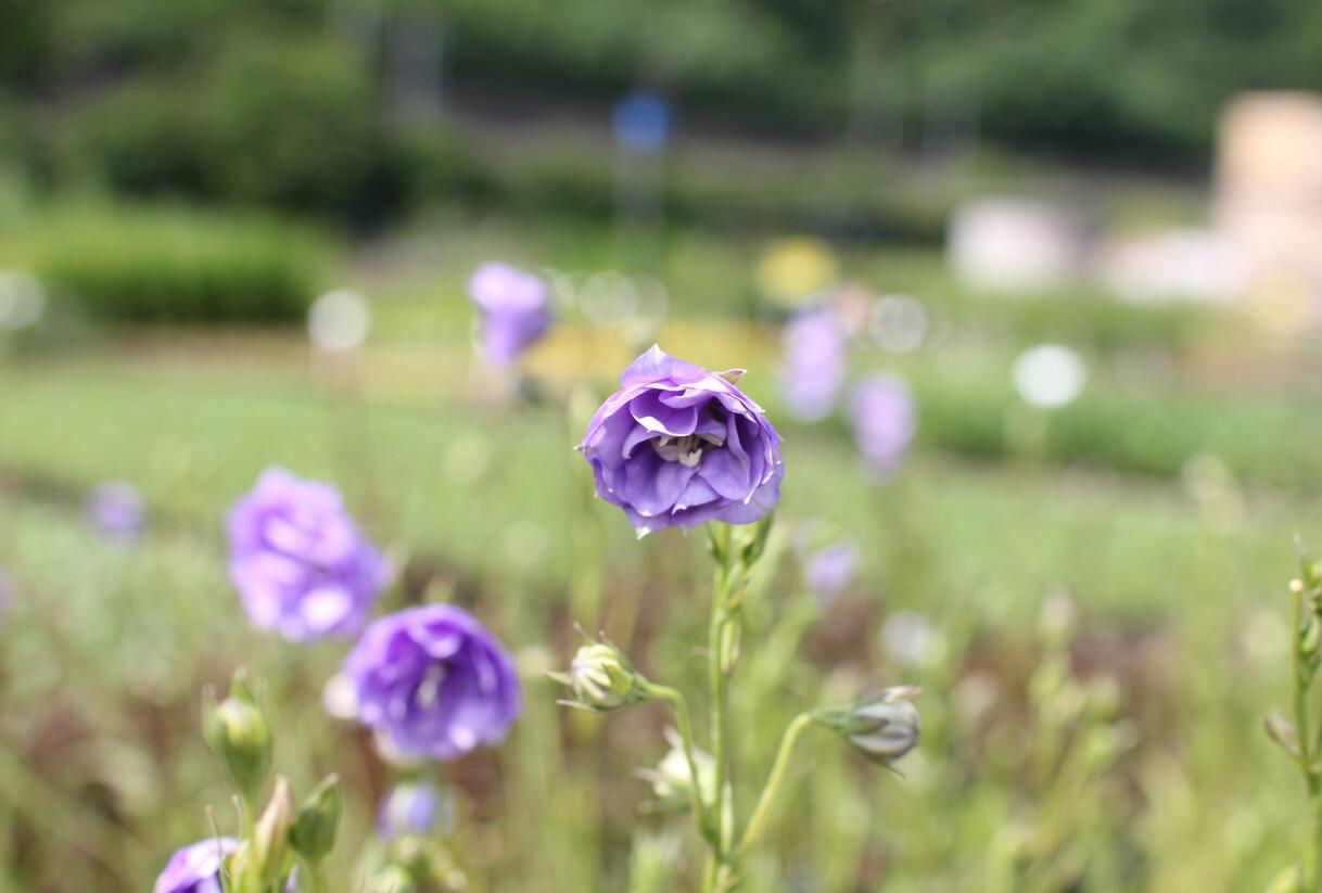 Zvonek broskvolistý 'La Belle' - Campanula persicifolia 'La Belle'