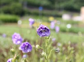 Zvonek broskvolistý 'La Belle' - Campanula persicifolia 'La Belle'