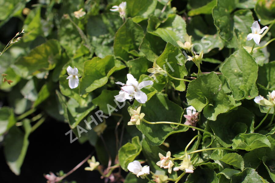 Violka vonná 'Schneekönigin' - Viola odorata 'Schneekönigin'