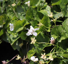 Violka vonná 'Schneekönigin' - Viola odorata 'Schneekönigin'