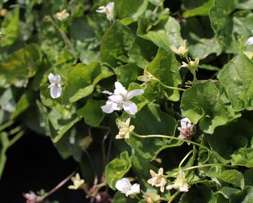 Violka vonná 'Schneekönigin'