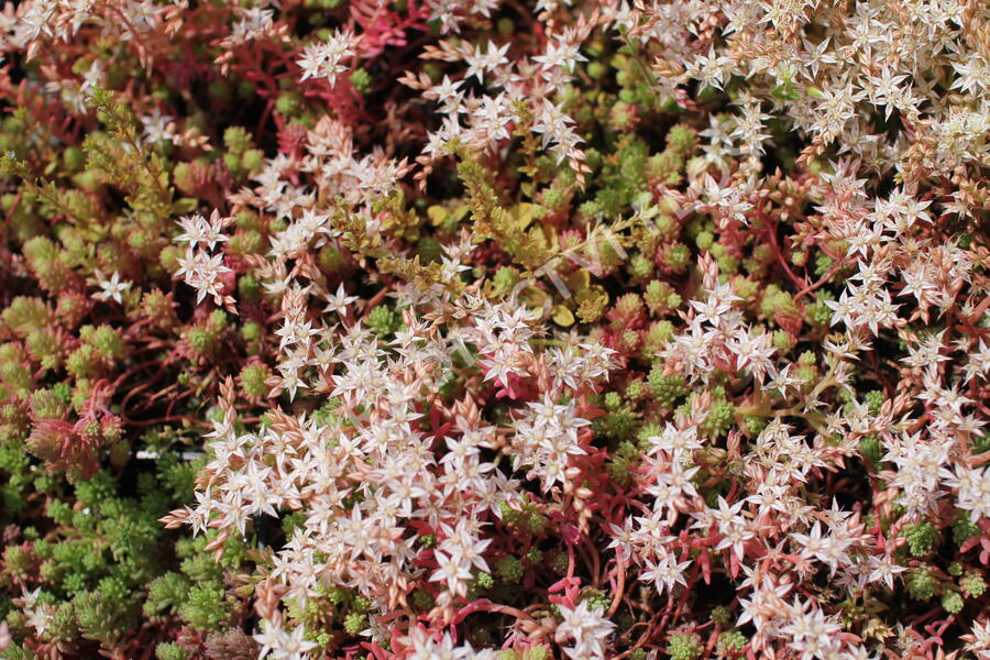 Rozchodník bledý 'Bithynicum' - Sedum pallidum 'Bithynicum'