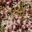 Rozchodník bledý 'Bithynicum' - Sedum pallidum 'Bithynicum'
