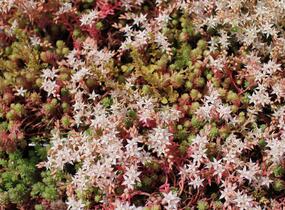 Rozchodník bledý 'Bithynicum' - Sedum pallidum 'Bithynicum'