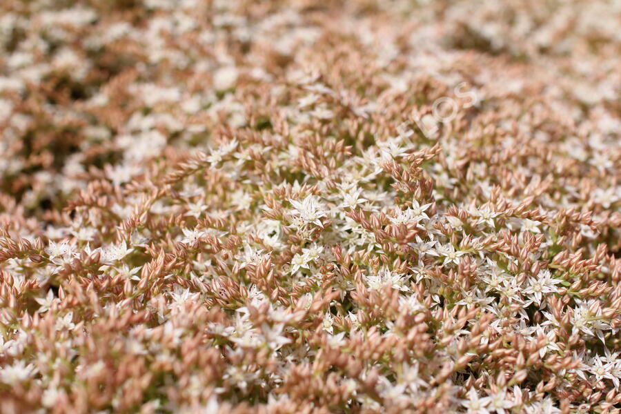 Rozchodník bledý 'Bithynicum' - Sedum pallidum 'Bithynicum'