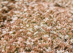 Rozchodník bledý 'Bithynicum' - Sedum pallidum 'Bithynicum'