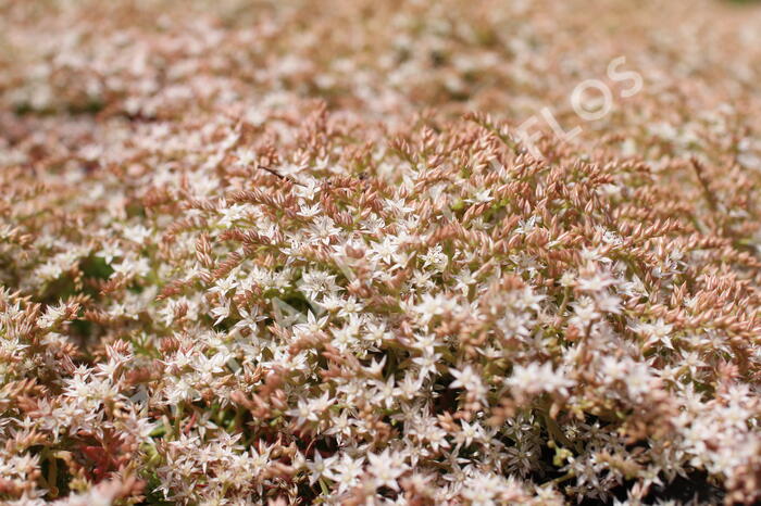 Rozchodník bledý 'Bithynicum' - Sedum pallidum 'Bithynicum'