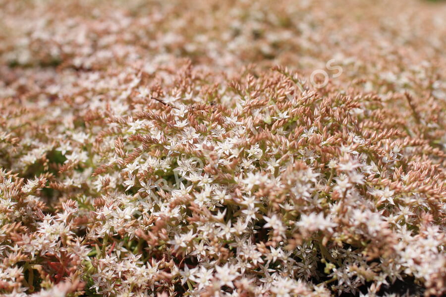 Rozchodník bledý 'Bithynicum' - Sedum pallidum 'Bithynicum'