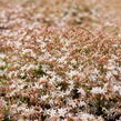 Rozchodník bledý 'Bithynicum' - Sedum pallidum 'Bithynicum'