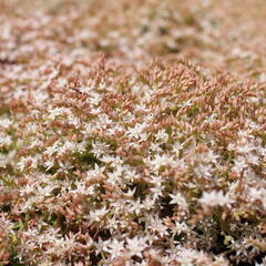 Rozchodník bledý 'Bithynicum' - Sedum pallidum 'Bithynicum'