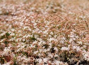 Rozchodník bledý 'Bithynicum' - Sedum pallidum 'Bithynicum'