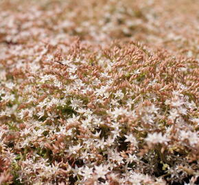 Rozchodník bledý 'Bithynicum' - Sedum pallidum 'Bithynicum'