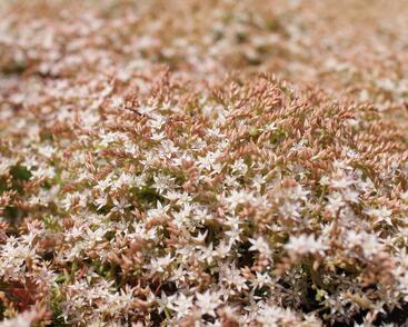 Rozchodník bledý 'Bithynicum'