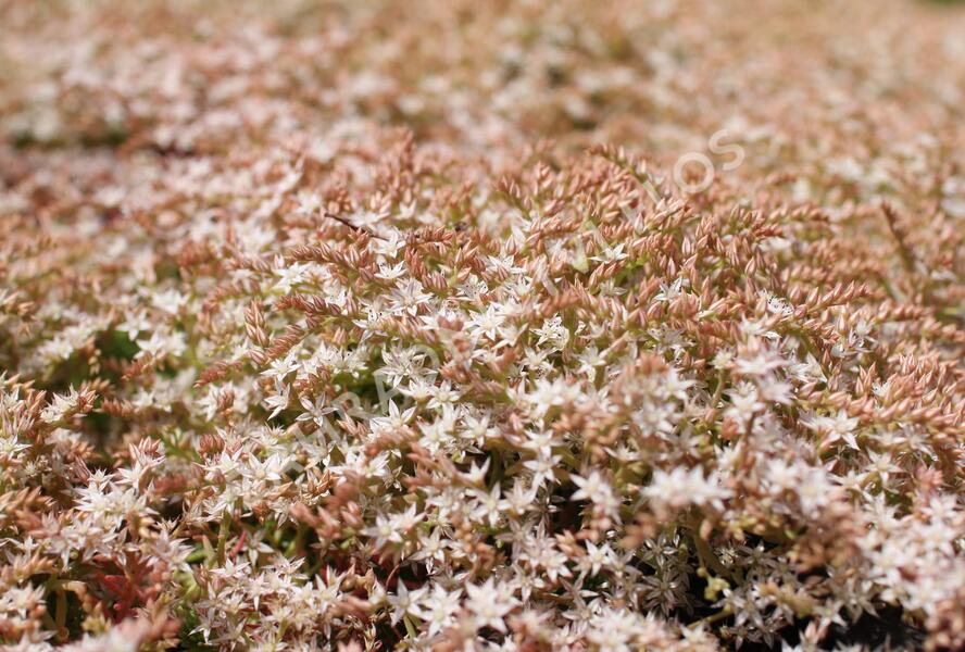 Rozchodník bledý 'Bithynicum' - Sedum pallidum 'Bithynicum'
