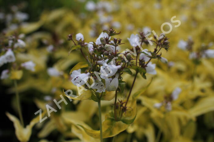 Dračík náprstníkovitý 'Goldfinger' - Penstemon digitalis 'Goldfinger'