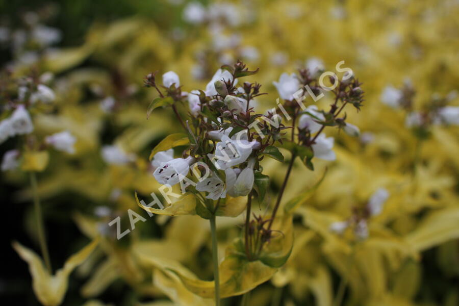 Dračík náprstníkovitý 'Goldfinger' - Penstemon digitalis 'Goldfinger'