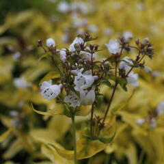 Dračík náprstníkovitý 'Goldfinger' - Penstemon digitalis 'Goldfinger'