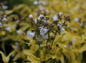 Dračík náprstníkovitý 'Goldfinger' - Penstemon digitalis 'Goldfinger'