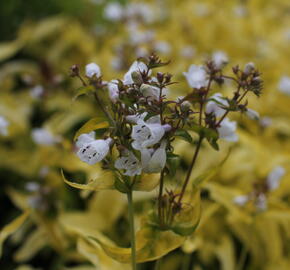 Dračík náprstníkovitý 'Goldfinger' - Penstemon digitalis 'Goldfinger'