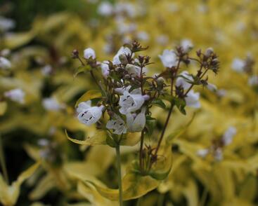 Dračík náprstníkovitý 'Goldfinger'