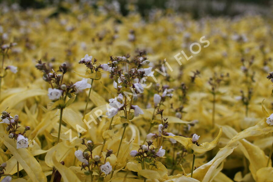 Dračík náprstníkovitý 'Goldfinger' - Penstemon digitalis 'Goldfinger'