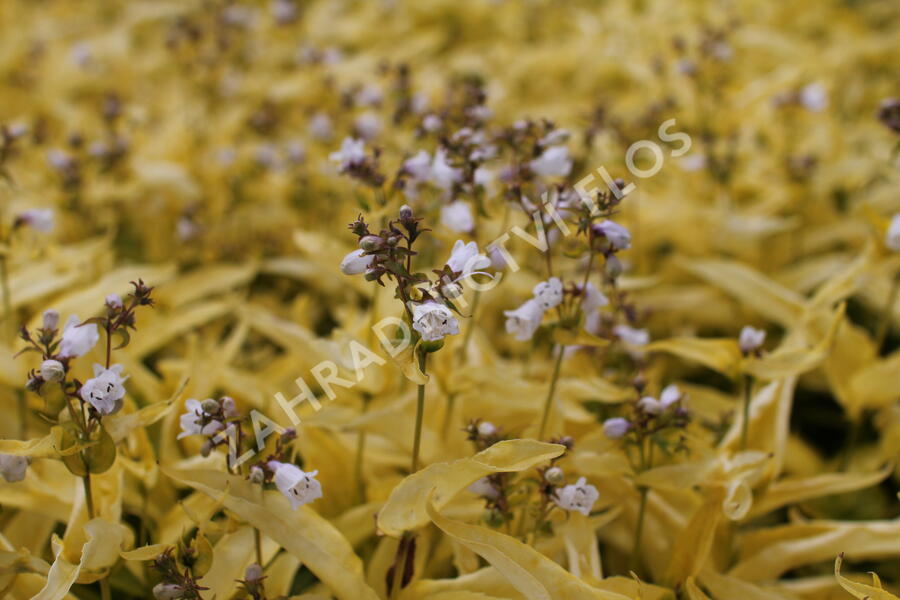 Dračík náprstníkovitý 'Goldfinger' - Penstemon digitalis 'Goldfinger'