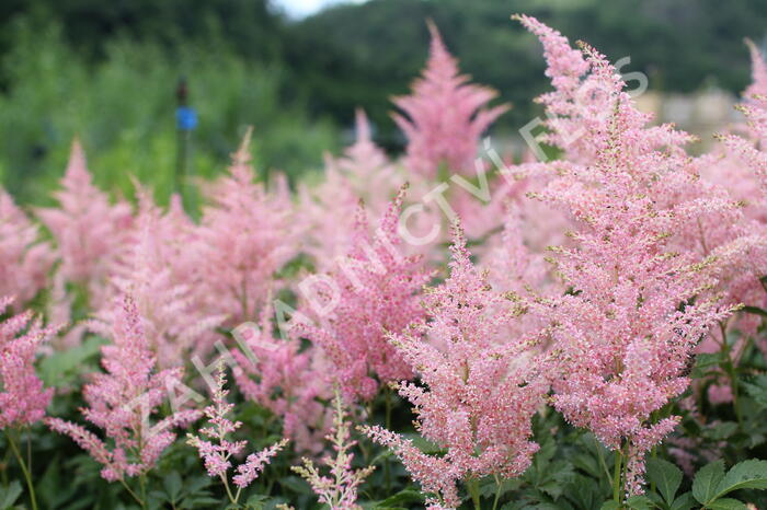 Čechrava Arendsova 'Diamant' - Astilbe arendsii 'Diamant'