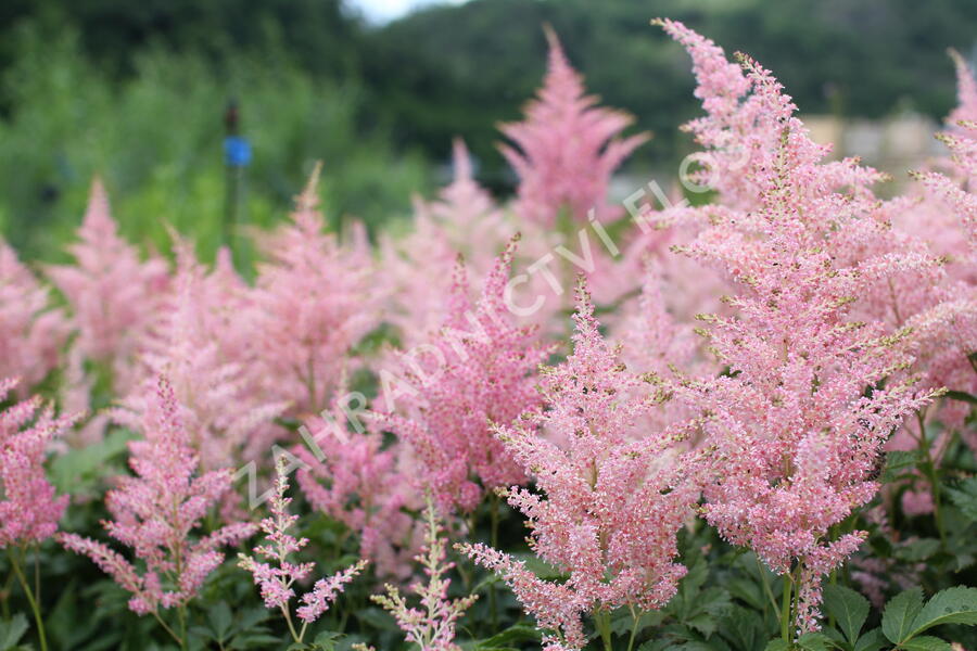 Čechrava Arendsova 'Diamant' - Astilbe arendsii 'Diamant'