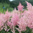 Čechrava Arendsova 'Diamant' - Astilbe arendsii 'Diamant'