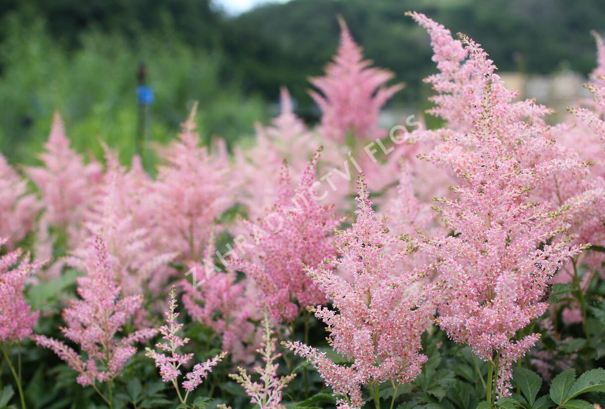 Čechrava Arendsova 'Diamant' - Astilbe arendsii 'Diamant'