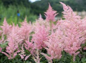 Čechrava Arendsova 'Diamant' - Astilbe arendsii 'Diamant'