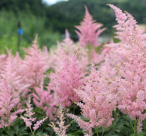 Čechrava Arendsova 'Diamant' - Astilbe arendsii 'Diamant'