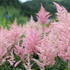 Astilbe arendsii 'Diamant'.JPG