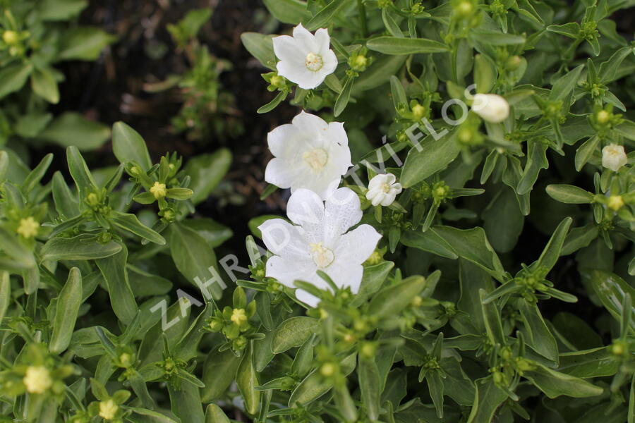 Zvonek 'MiraBell Compact White' - Campanula interspecific 'MiraBell Compact White'