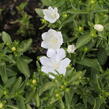 Zvonek 'MiraBell Compact White' - Campanula interspecific 'MiraBell Compact White'