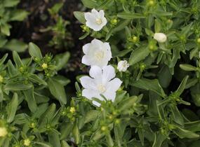 Zvonek 'MiraBell Compact White' - Campanula interspecific 'MiraBell Compact White'