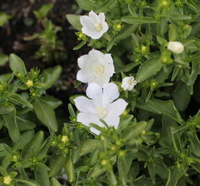 Zvonek 'MiraBell Compact White' - Campanula interspecific 'MiraBell Compact White'