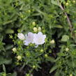 Zvonek 'MiraBell Compact White' - Campanula interspecific 'MiraBell Compact White'
