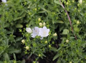 Zvonek 'MiraBell Compact White' - Campanula interspecific 'MiraBell Compact White'