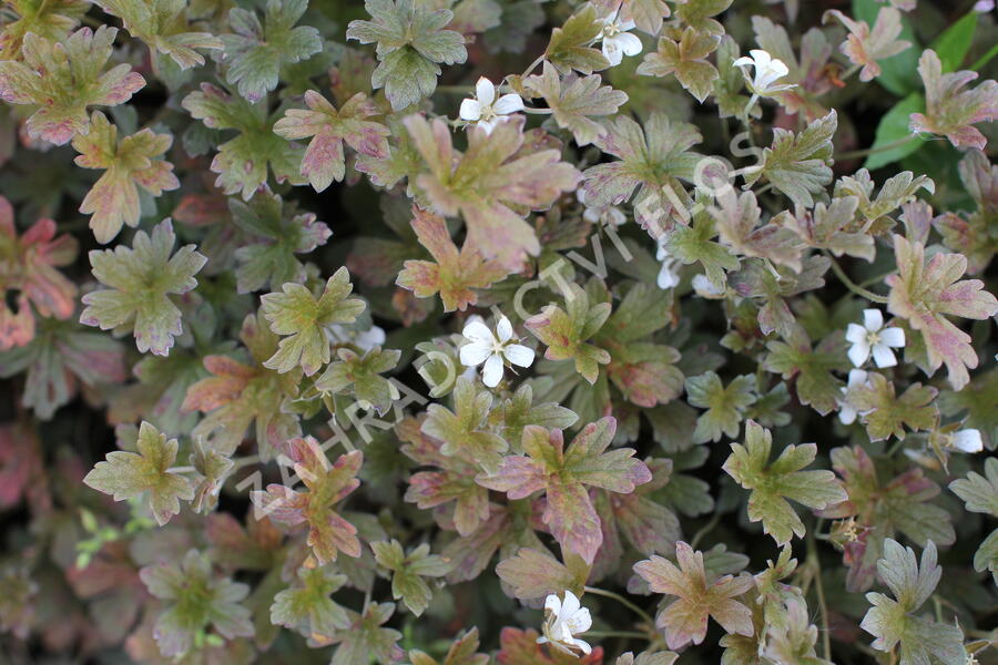 Kakost 'Sanne' - Geranium 'Sanne'