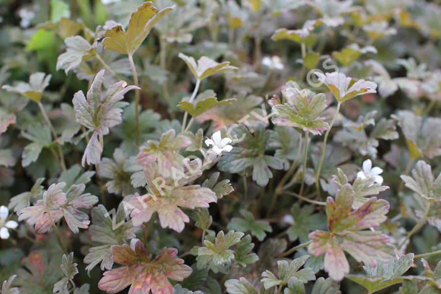 Kakost 'Sanne' - Geranium 'Sanne'